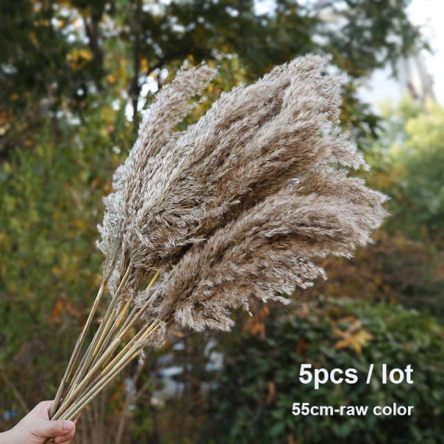 Bulrush Natural Dried Small Pampas Grass Phragmites Artificial Plants Wedding Flower Bunch