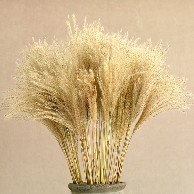 Bulrush Natural Dried Small Pampas Grass Phragmites Artificial Plants Wedding Flower Bunch